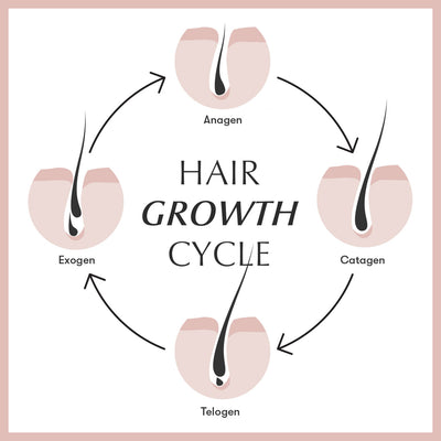 The 4 Phases of Hair Growth