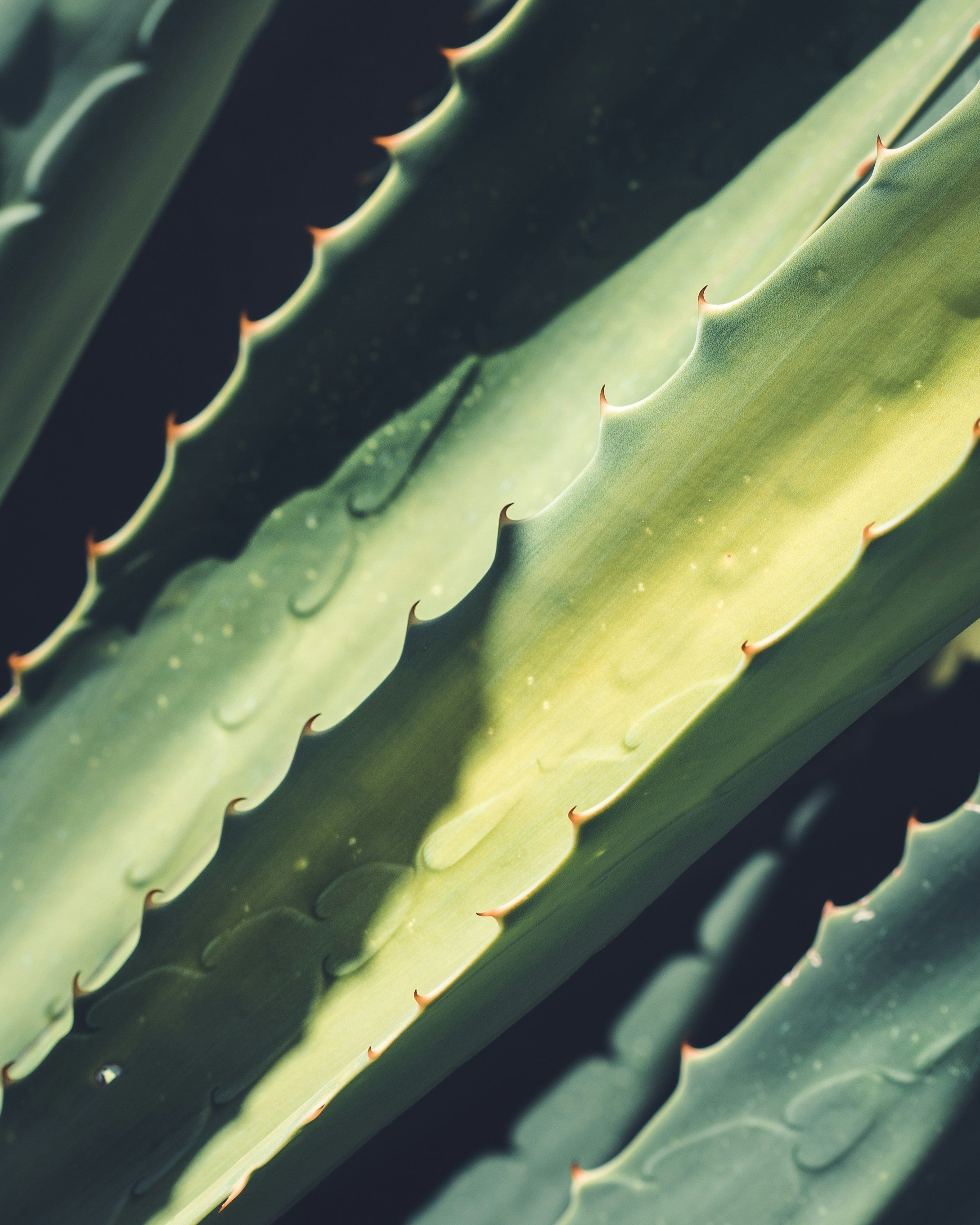 Aloe Closeup