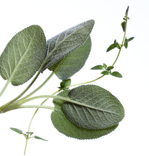 Eufora